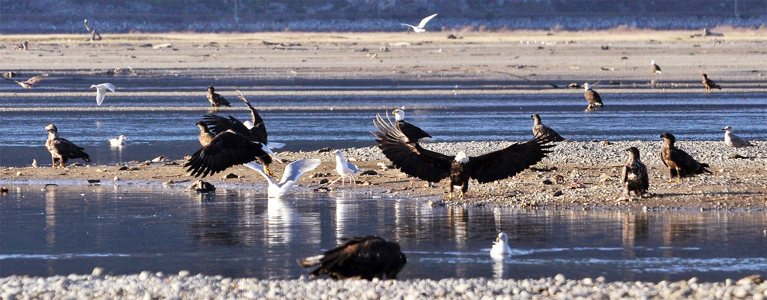 eagles feeding on salmon